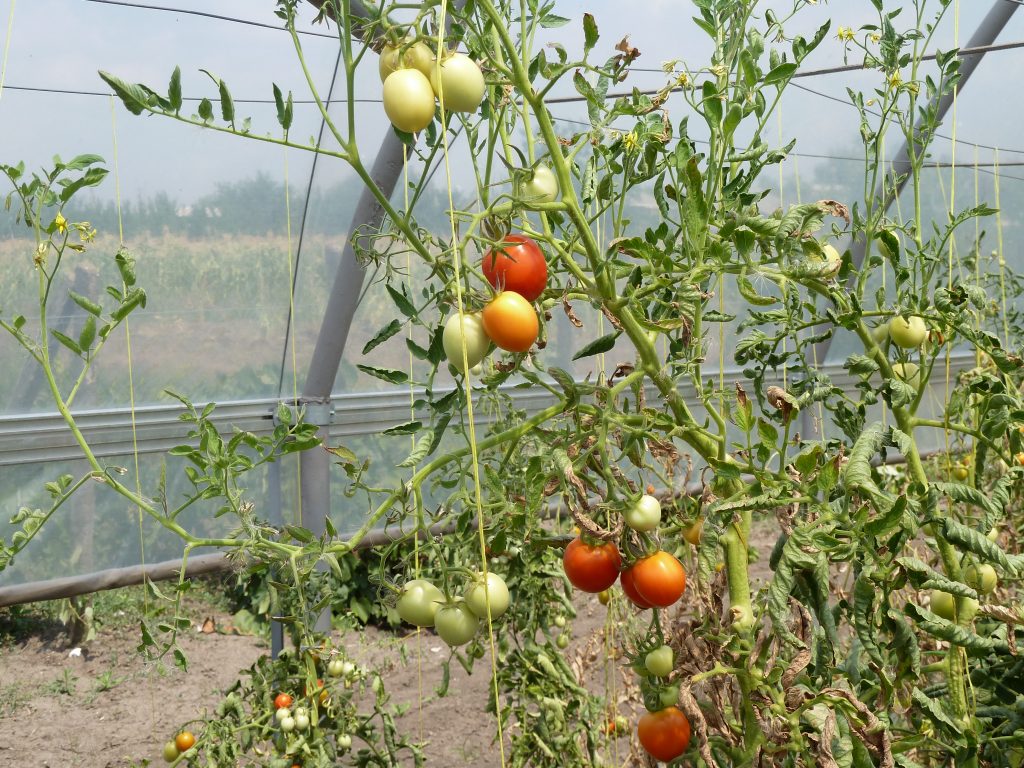 Moldavië: Kassenproject